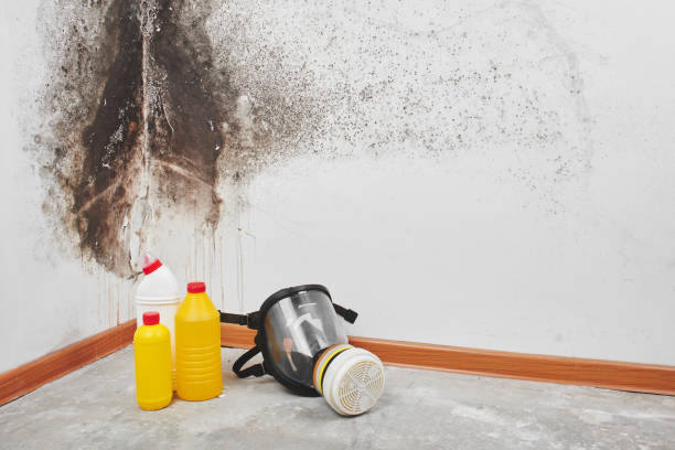 Best Local Mold Removal Service  in Centerport, NY