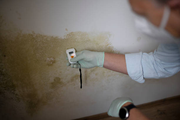 Certified Mold Removal in Centerport, NY