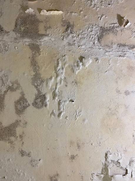 Best Commercial Mold Removal  in Centerport, NY