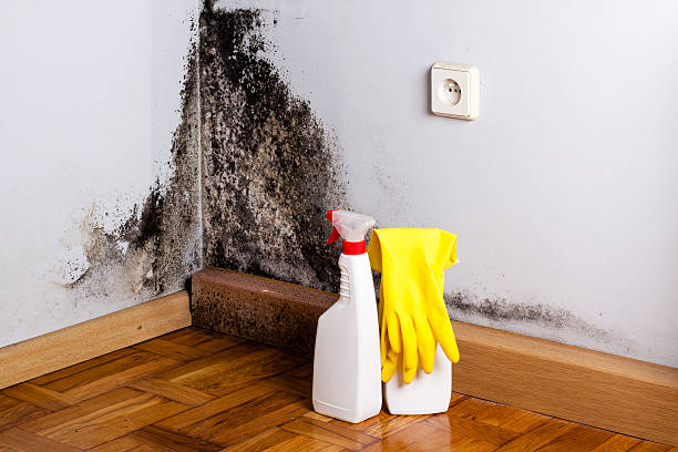 Attic Mold Removal in Centerport, NY