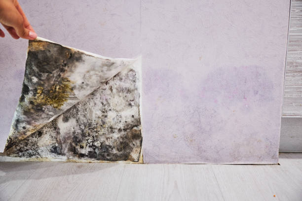 Best Mold Damage Repair  in Centerport, NY